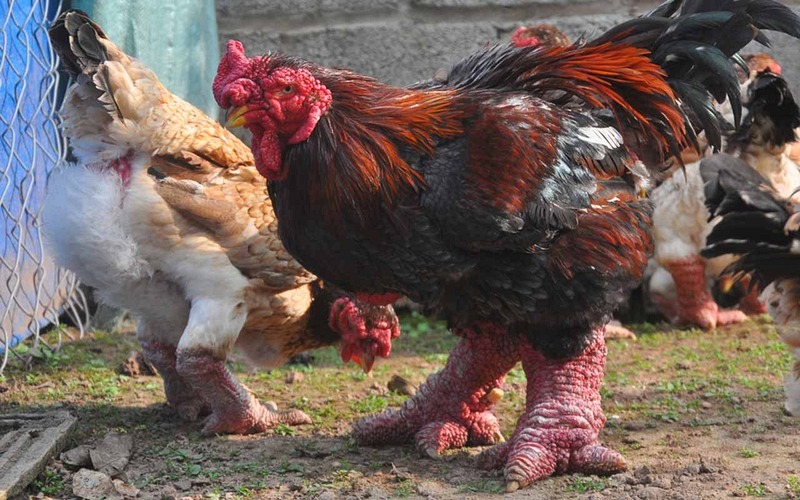 dong-tao-chicken-1 dong-tao-chicken-1