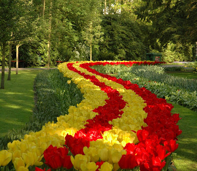 Tulips paved Footway