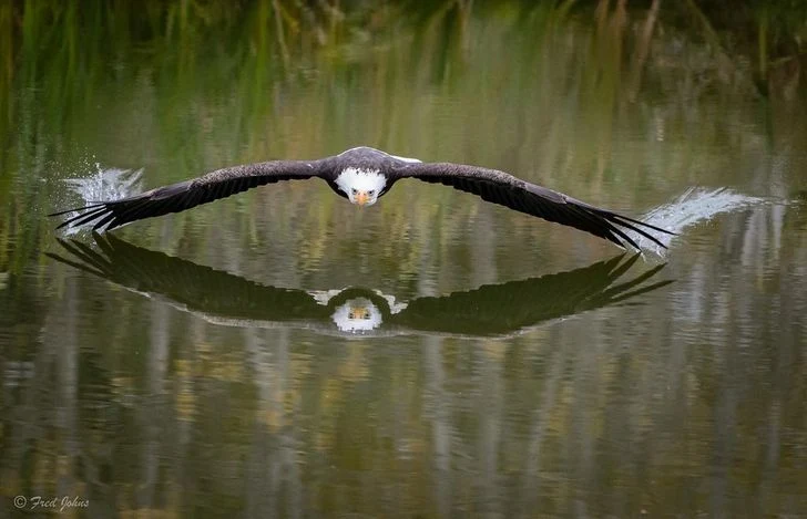 An eagle soaring over a lake in Canada