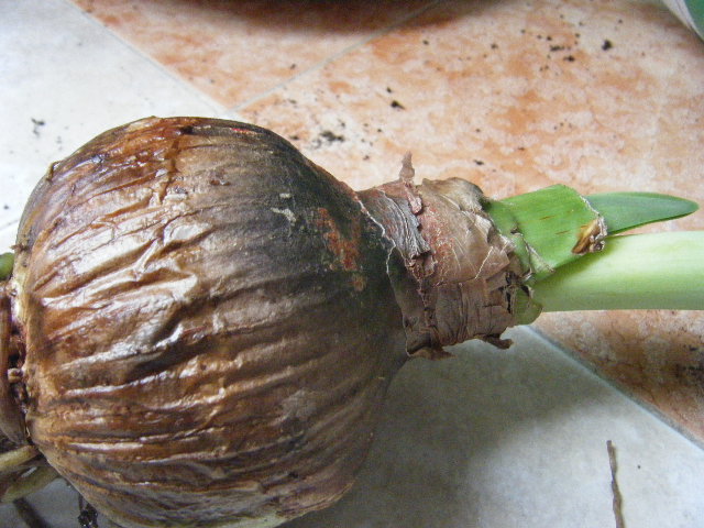 2010_01170009.JPG