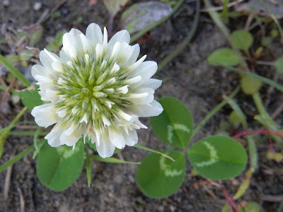 菽草的花序