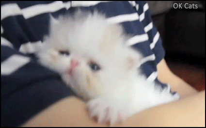 Cute Kiten GIF • Aww such a cute tiny fluffy Persian kitten 4 weeks old