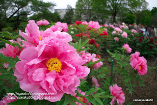 ピンクのボタンと背景の花々の写真