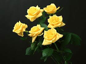 Beautiful Yellow Roses Flowers Collections 20