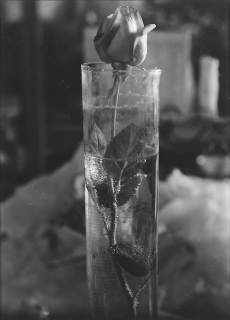 Josef Sudek (1896-1976) Rose in glass beaker, 1950 Photography 23.8 x 17.8 cm. Howard Greenberg Gallery, New York