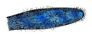 Modification of mycelium, Rhizomorphs types