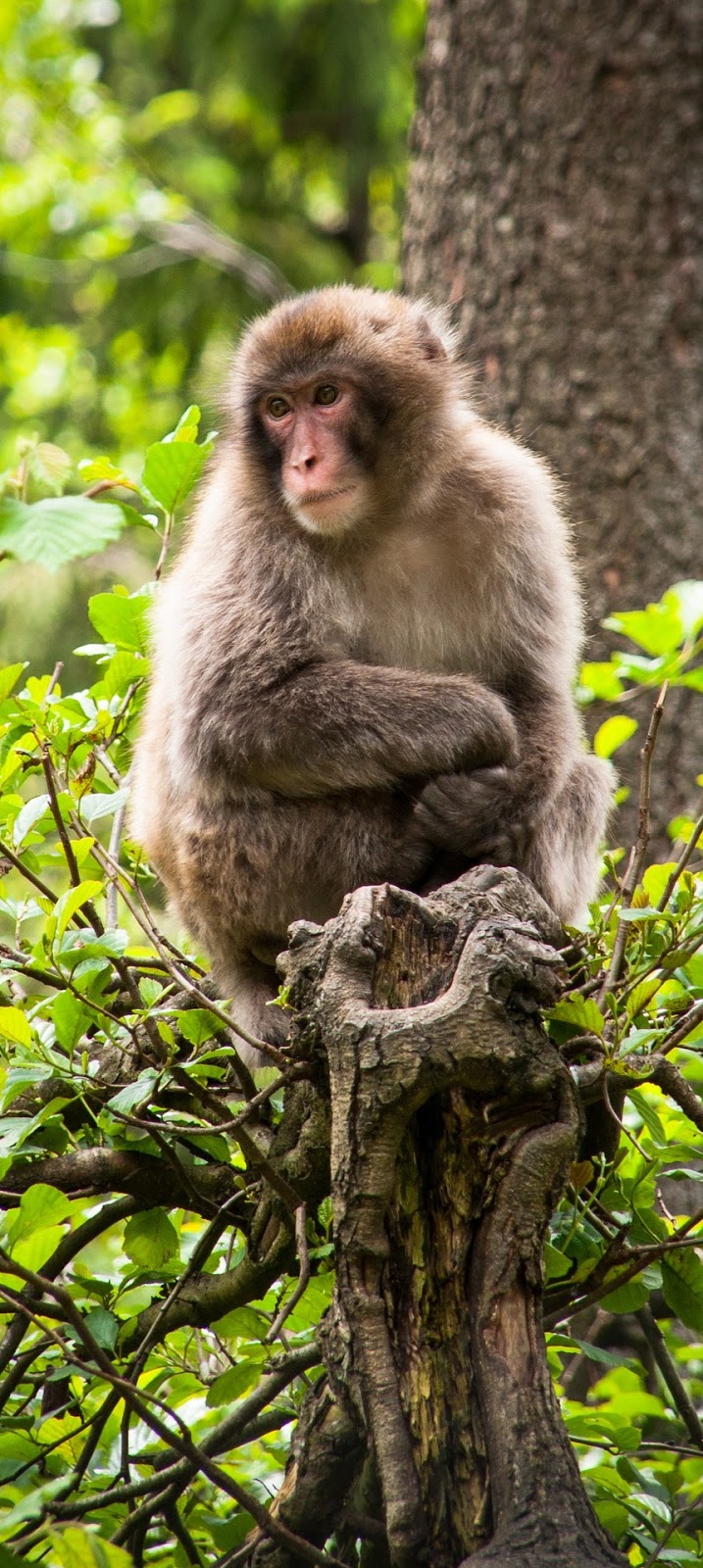 A monkey from landskron castle area.