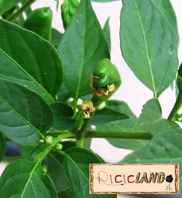 fiore appassito Peperoncino Riciclando