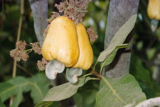 cashew fruit