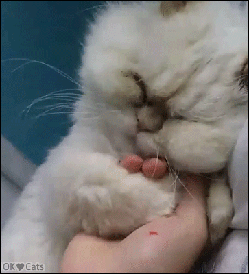 Cute Cat GIF • Affectionate sleepy cat hugging human hand. “Don't leave me, I love ♥ you my human.” [cat-gifs.com]
