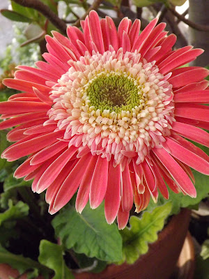 Pink Gerbera daisy in a red clay pot.