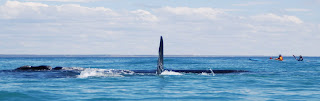 En Kayak de los Andes al Mar 