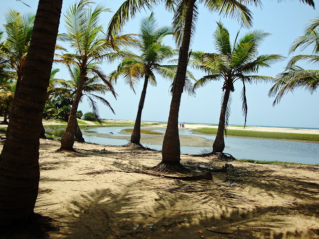 beach with palms