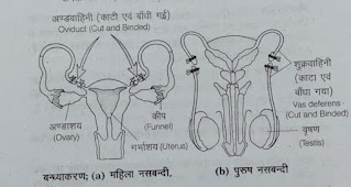 Class 12 Biology Chapter 4 Notes PDF download,Reproductive Health Class 12 PDF Notes,Reproductive Health Class 12 NCERT PDF,Reproductive health Class 12 Questions and answers,Class 12 Biology Chapter 4 Handwritten Notes,Reproductive Health Class 12 notes for NEET PDF download,Reproductive Health Class 12 Notes Bank of Biology,Class 12 Biology Chapter 4 Notes in Hindi,Reproductive Health Notes PDF,Reproductive health Class 12 exercise,Class 12 Biology Chapter 4 PDF,Reproductive health class 12 project,Reproductive Health Class 12 short Notes,Reproductive Health Class 12 important Questions
