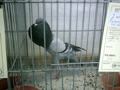 Brunner Pouter Pigeon