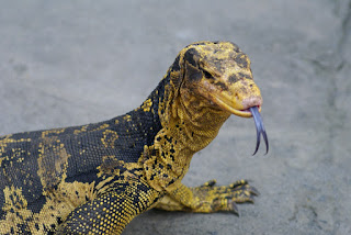 Hukum makan daging dhab dengan biawak, samakah ?