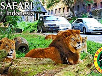 Harga Tiket Masuk Taman Safari (Update 2017)