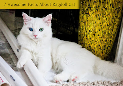 https://www.bestvetcare.com/cats-supplies-2.aspx?utm_source=extblog&utm_medium=seo&utm_campaign=7-Awesome-Facts-About-Ragdoll-Cat