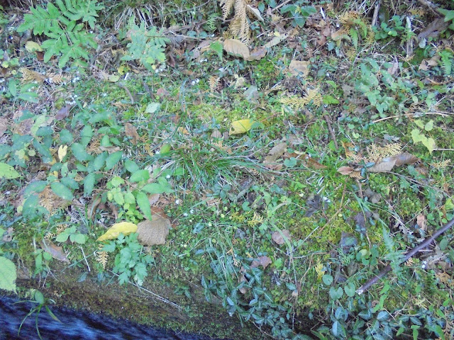 美しい水路辺りの植物