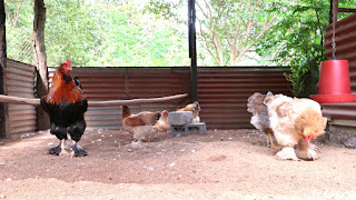 Brahma chicken flock in Puriscal