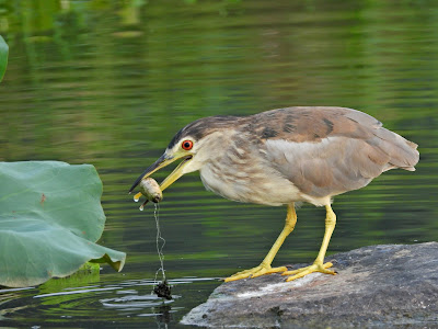 Black-crowned Night-heron with Fishing Float