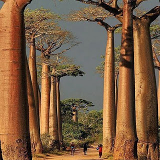 Avenue of the Baobabs