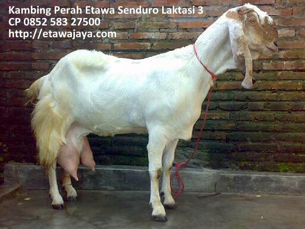 ternak ayam mutiara