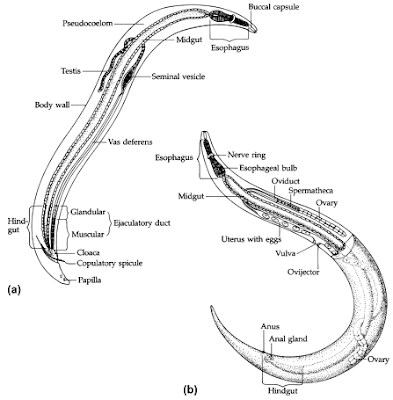 Anatomi dan Morfologi Nematoda, Kutikula nematoda, Hipodermis nematoda, otot nematoda, Sistem Pencernan Nematoda, Sistem Syaraf Nematoda, Sistem Ekskresi Nematoda, Sistem Reproduksi, Sistem reproduksi jantan pada nematoda, Sistem reproduksi betina pada nematoda, Molting nematoda, Larva nematoda, Larva Rhabditiform, Larva Filariform, Microfilaria, Fisiologi Nematoda