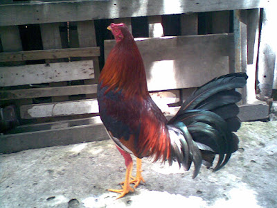 gallo alazan de catalogo para su venta a toda colombia de criadero zorro