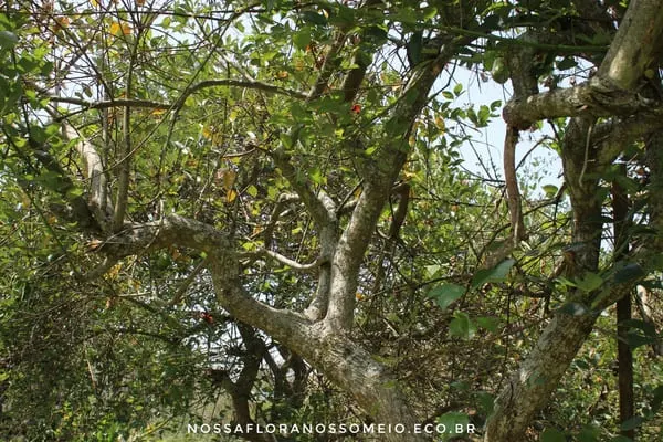arvore-eritrina-crista-galli-com-seu-tronco-retorcido