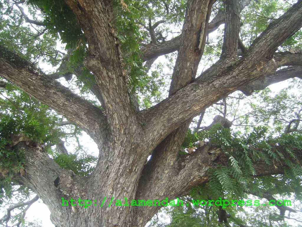 Ampun99 Pohon Trembesi  Paling Hebat Menyerap Karbon 