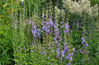 Plantas Adenophora Triphylla en el jardin