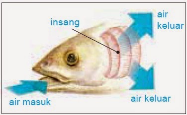  Sistem  Pernapasan  pada Hewan  Belajar Kelompok