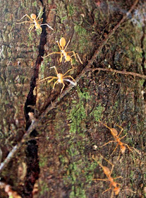 orange transluscent ants on the bark of a tree