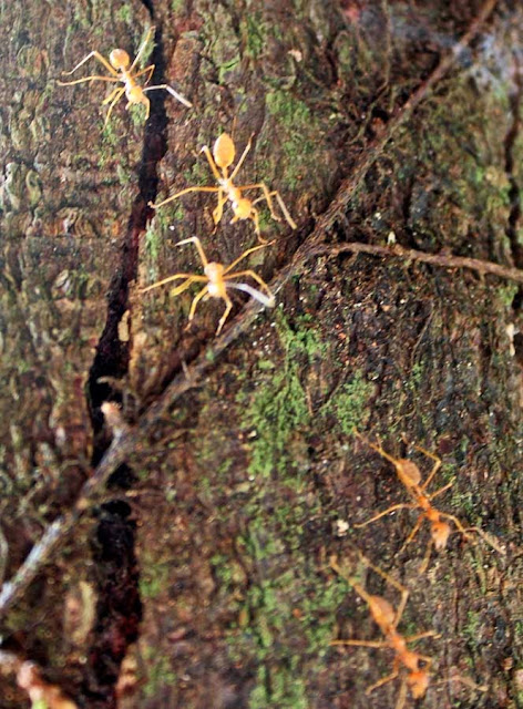 orange transluscent ants on the bark of a tree