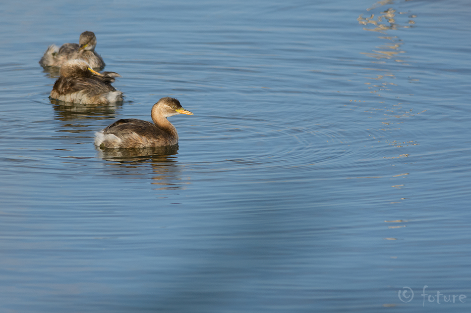 Väikepütt, Tachybaptus ruficollis poggei, Little Grebe, pütt, punakael, Common, Read-throated, Dabchick