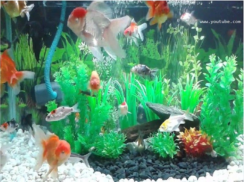 31+ Konsep Dekorasi Aquarium Untuk Ikan Mas Koki