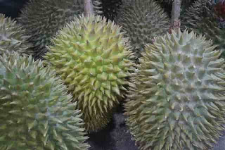 Apa Pupuk Pohon Durian dan Bagaimana Memupuknya Supaya Cepat Tumbuh dan Berbuah?