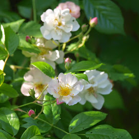 Rose Brenda Colvin er en rose med duft. Skyggetolerant rose