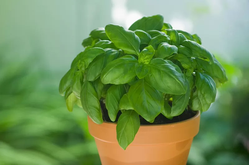 8 Fragrant Indoor Plants That Make Your Home Smell Amazing