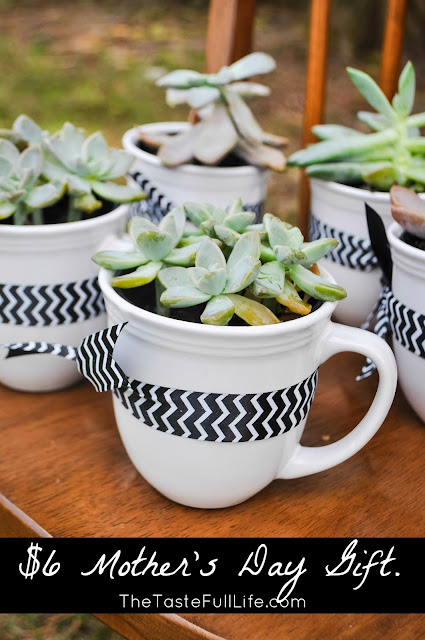 Succulent in a mug as a mother's day gift