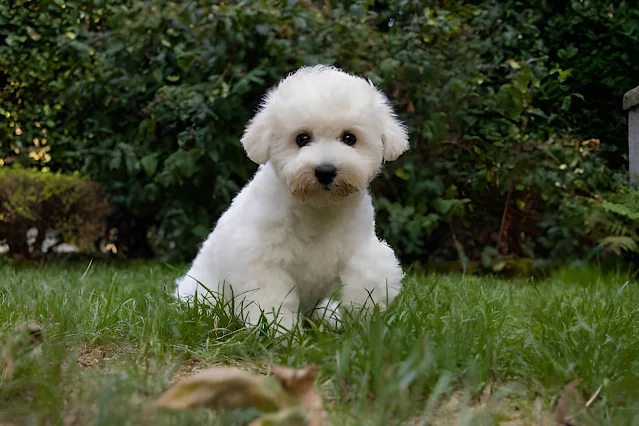 How to Groom a Bichon Frisé: The Complete Guide
