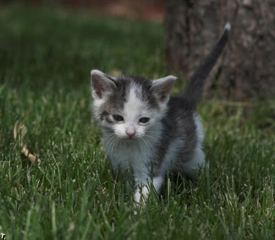 cutest kittens Seen On www.coolpicturegallery.net