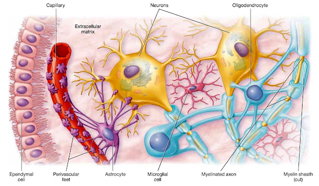 Neuroglial cells of the CNS