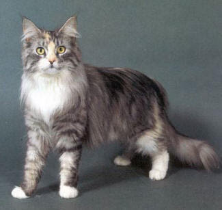 maine coon cats