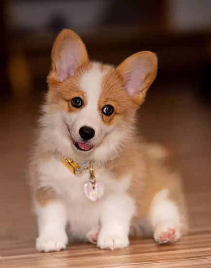 Corgi | Top 10 Cutest Small Dog Breeds