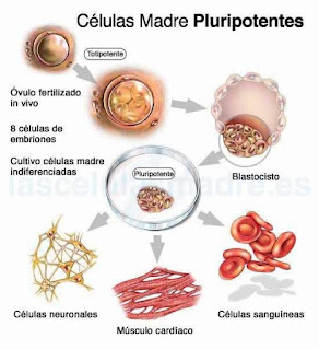 Células Madres Pluripotentes