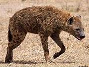  Hyena  Fauna Gue