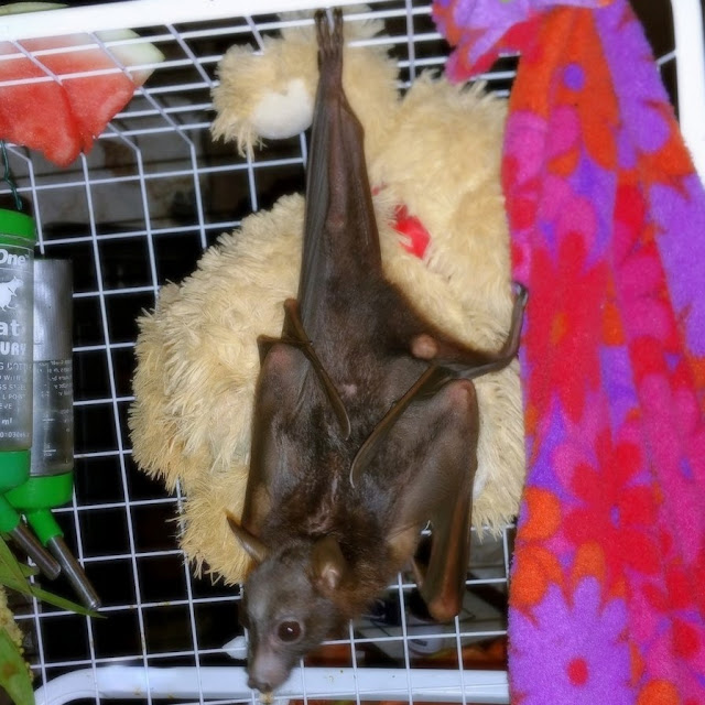 Rehab Megabat Little red, Flying-fox, Fruit bat