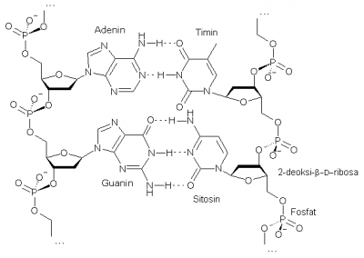 Sintesis Protein ~ I,am not perfect person(nono zethioo)